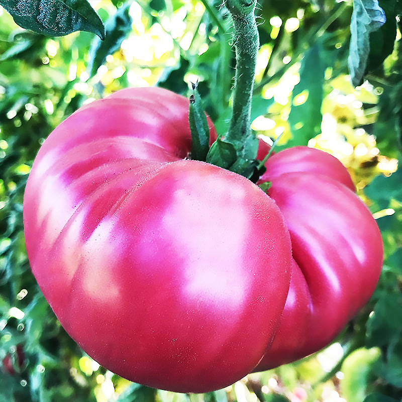 Они гигантские! Когда размер имеет значение или ТОП-6 крупноплодных томатов
