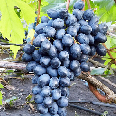 Лучшие сорта винограда без косточек