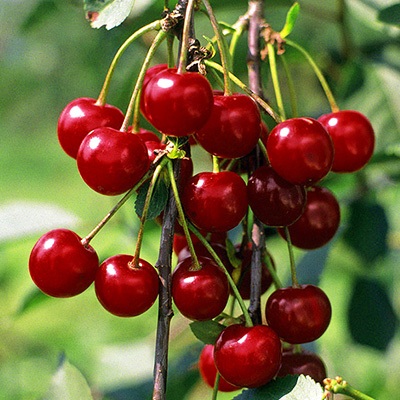 Сорта вишни для Украины названия, фото, описание