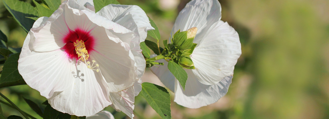 Гібіскус садовий – розкішне цвітіння в саду: як вибрати види і сорти саджанців, посадка і догляд
