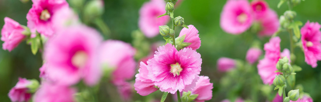 10 лучших двулетних и многолетних цветов для посева летом