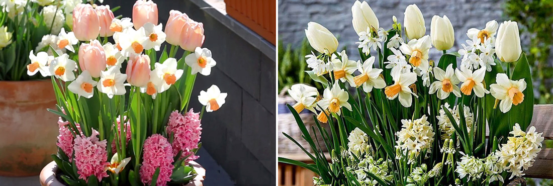 Что посадить на клумбу после тюльпанов: 10 ярких вариантов