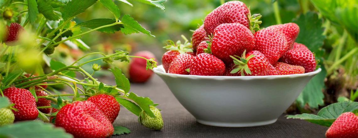 Клубника - посадка и уход: как вырастить много вкусных ягод