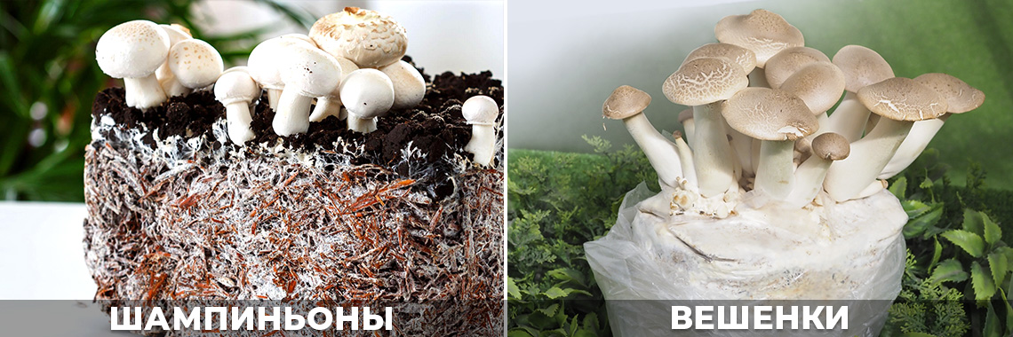 Мицелий грибов - инструкция по выращиванию, все что нужно знать