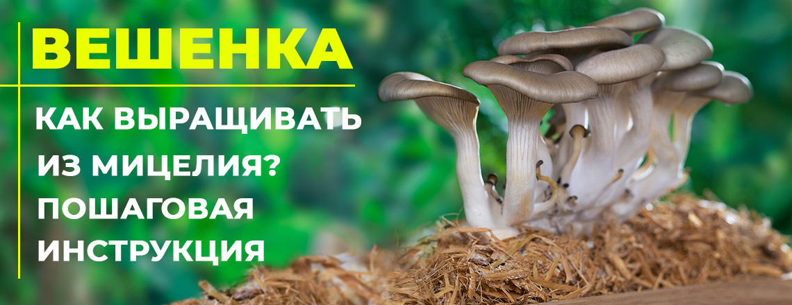 Вешенки: как вырастить вкусные грибы из мицелия, фото