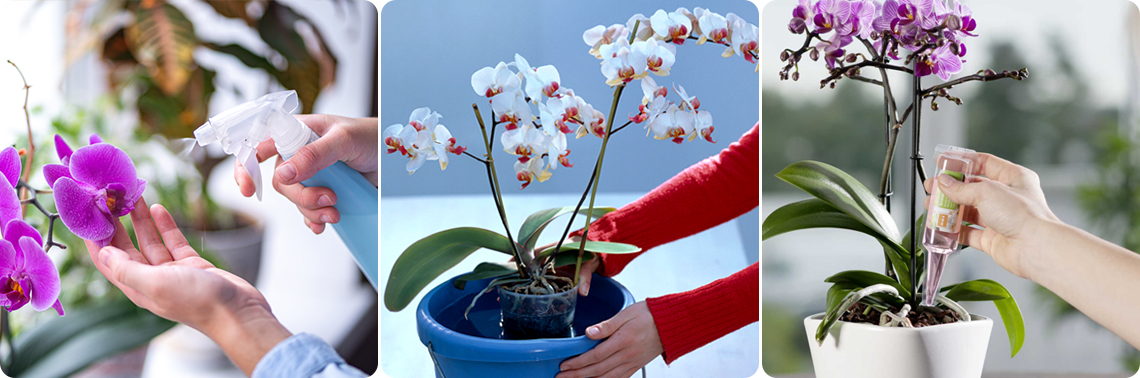 Орхидеи полив, подкормка, фото