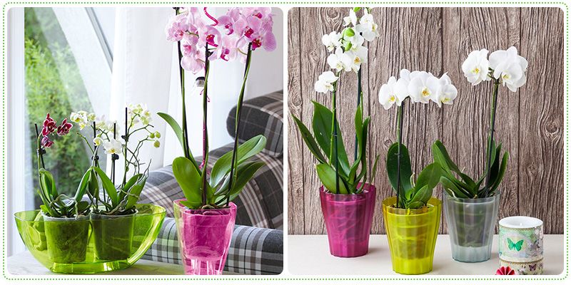Пластиковый горшок для орхидей, плюсы и минусы
