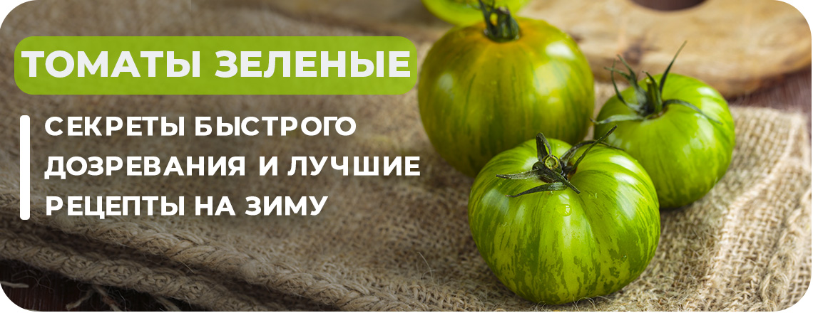 Что делать с зелеными помидорами: секреты быстрого дозревания и лучшиерецепты на зиму
