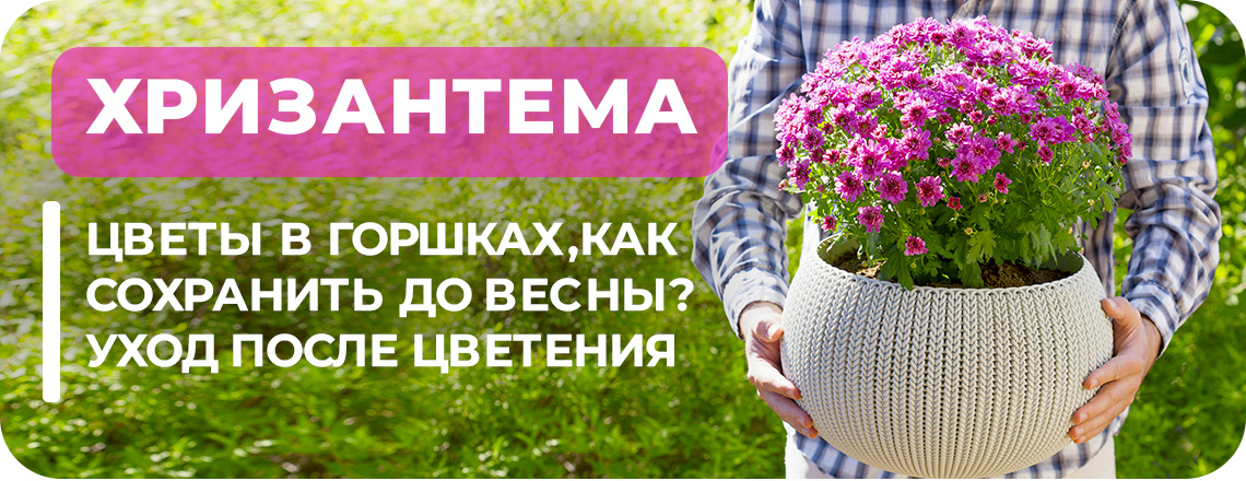 Выращивание хризантем в домашних условиях: посадка и уход