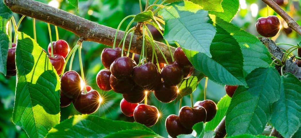 Черешня – сладкое диво в вашем саду: современные сорта, как выбрать саженецдля ваших условий выращивания