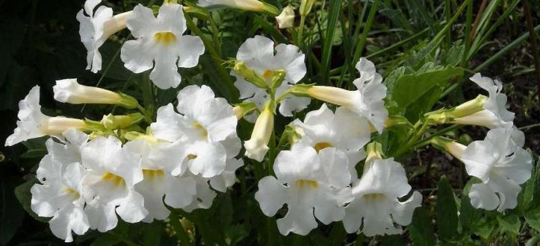 Инкарвиллея в саду – роскошь тропического цветения