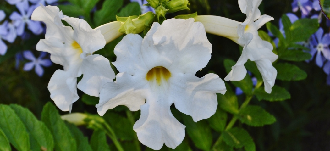 Инкарвиллея в саду – роскошь тропического цветения