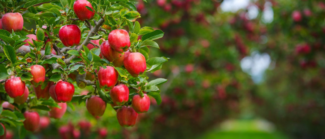 саженцы яблони груши для сада выбрать, фото