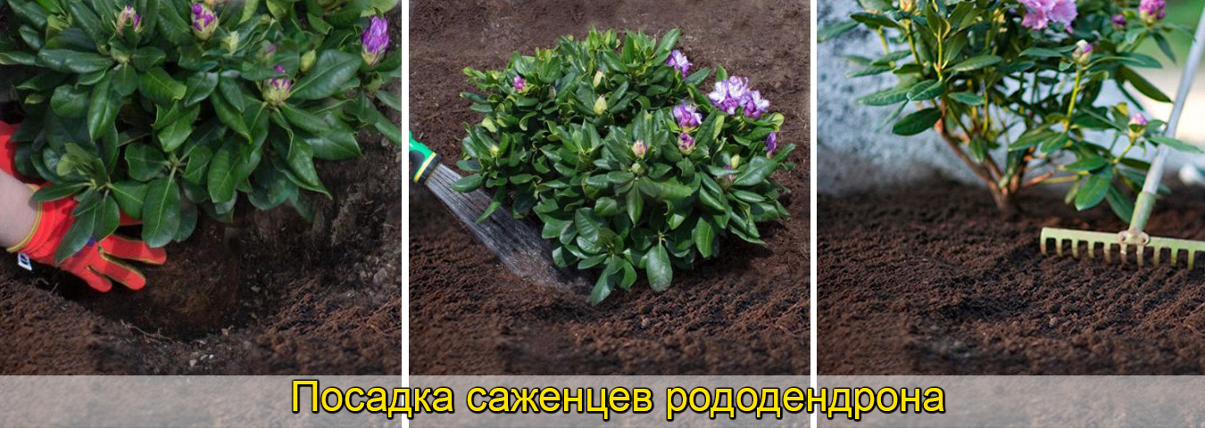 Как посадить саженцы рододендрона. фото