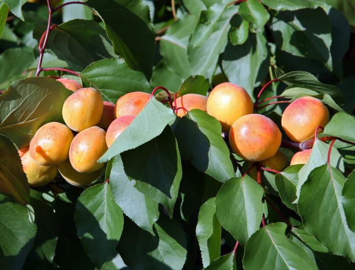 Абрикос: как вырастить роскошные плодоносящие деревья