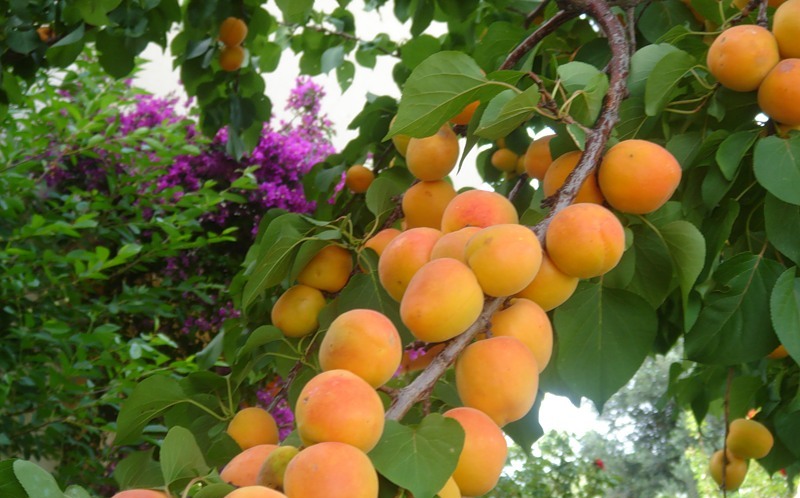 Сад абрикос, фото