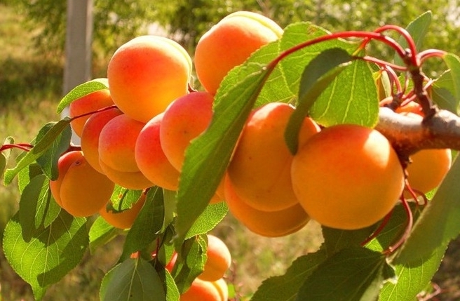 Кращі сорти абрикосу опис, фото