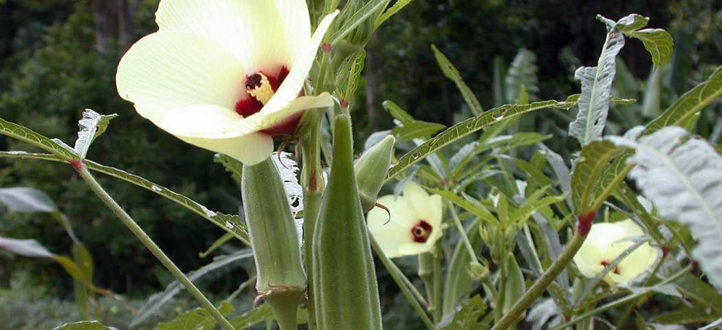 Бамия крупное растение, фото