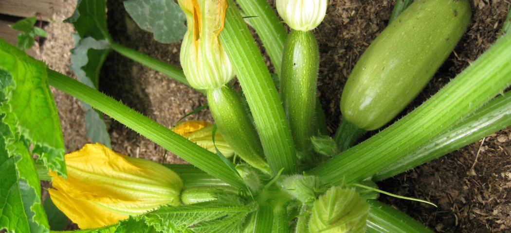 Семена кабачки цуккини выращивание, фото