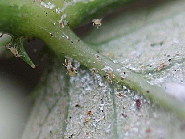 Павутинний кліщ на кімнатних рослинах, як позбутися, фото