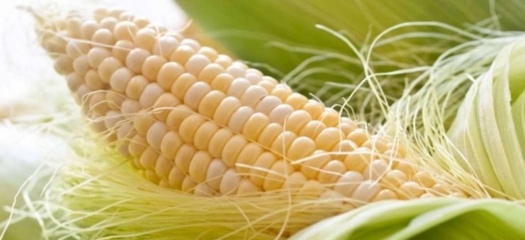 Кукуруза виды и сорта выращивание, фото