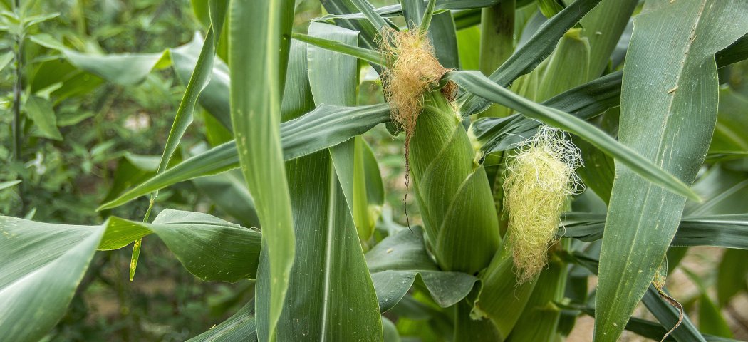 Выращивание кукурузы посадка и уход, фото