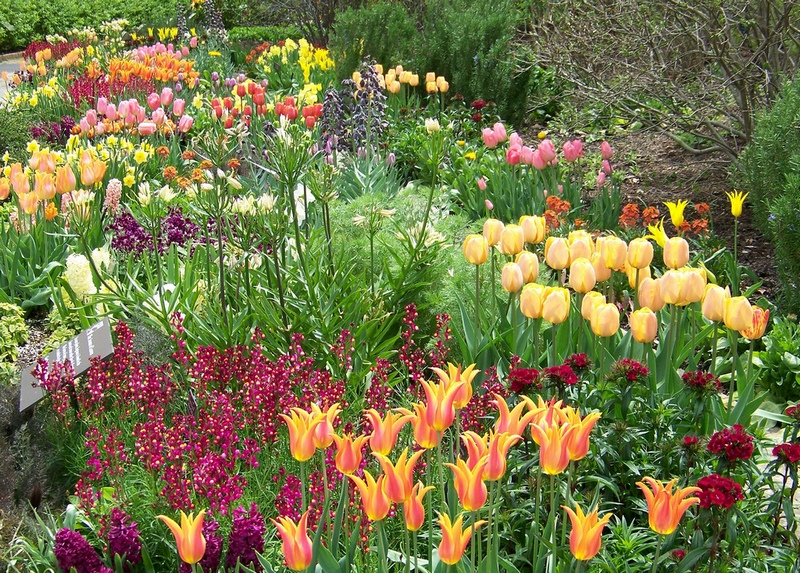Клумба непрерывного цветения – правила оформления и выбор цветов - Питомник растений Сибирский сад