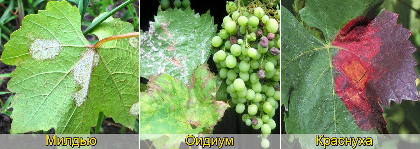 Какие болезни винограда. Винограда милдью антракноз. Альтернариоз милдью. Милдью и оидиум винограда. Виноградная мильдью антракноз.