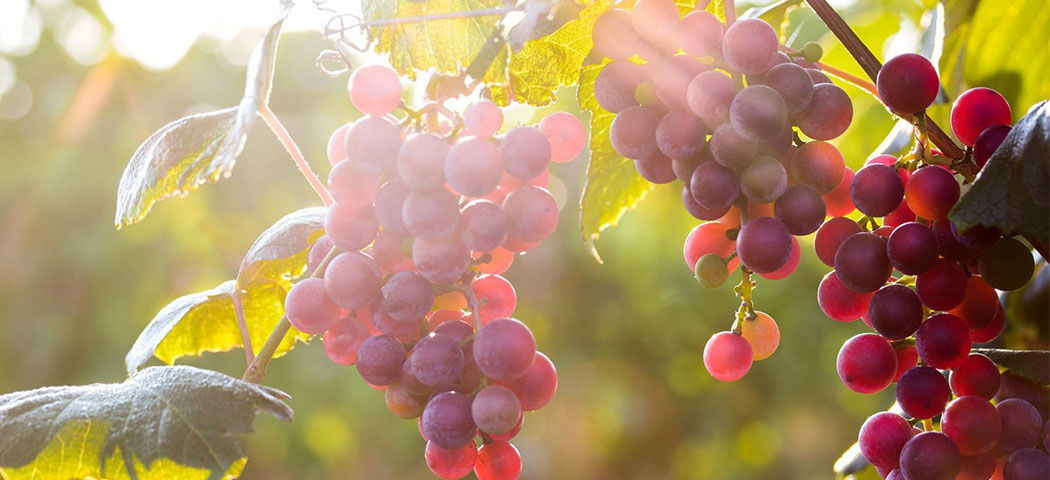 Столовый виноград: что это значит