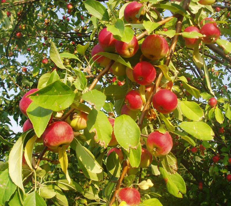 Саженцы яблони, выбор сортов, посадка и уход