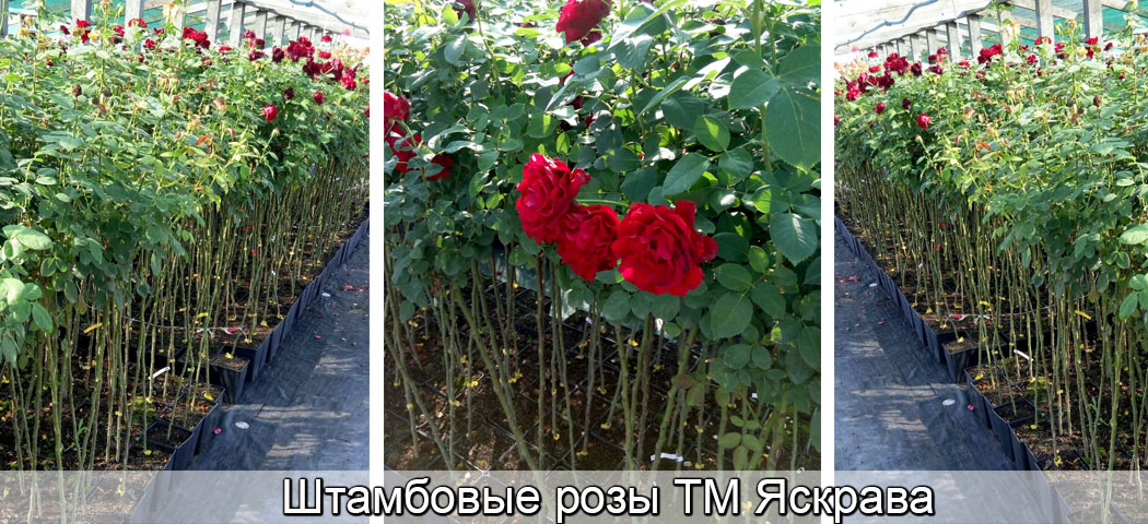 Особенности выращивания штамбовых роз