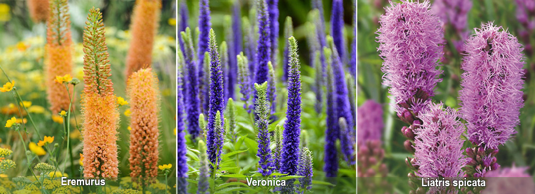 Топ-8 популярных клубневых цветов для дома и сада — названия видов с фото