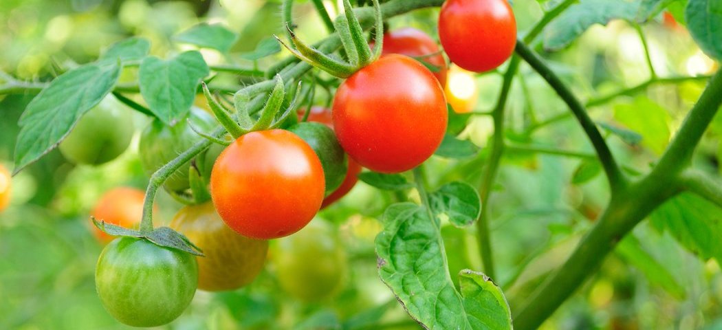 Как вырастить помидоры черри в домашних условиях?