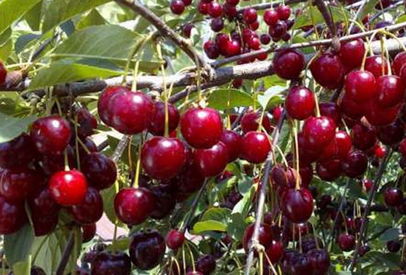Саженцы вишни: описания урожайных сортов, рекомендации по выращиванию иуходу, обрезке