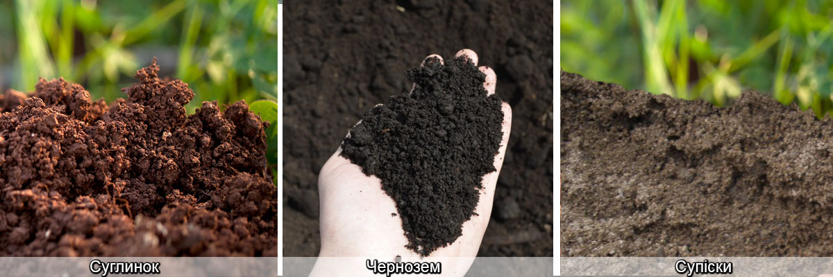 Види садового ґрунту: чернонозем, суглинок, супіски