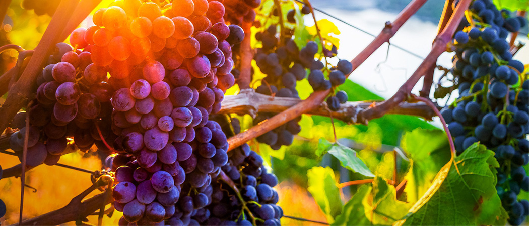 Обрезка винограда осенью, главные правила